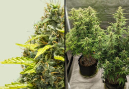 Royal Runtz Auto