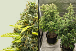 Royal Runtz Auto