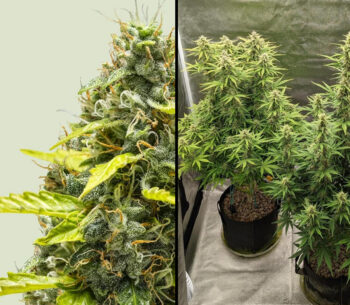 Royal Runtz Auto