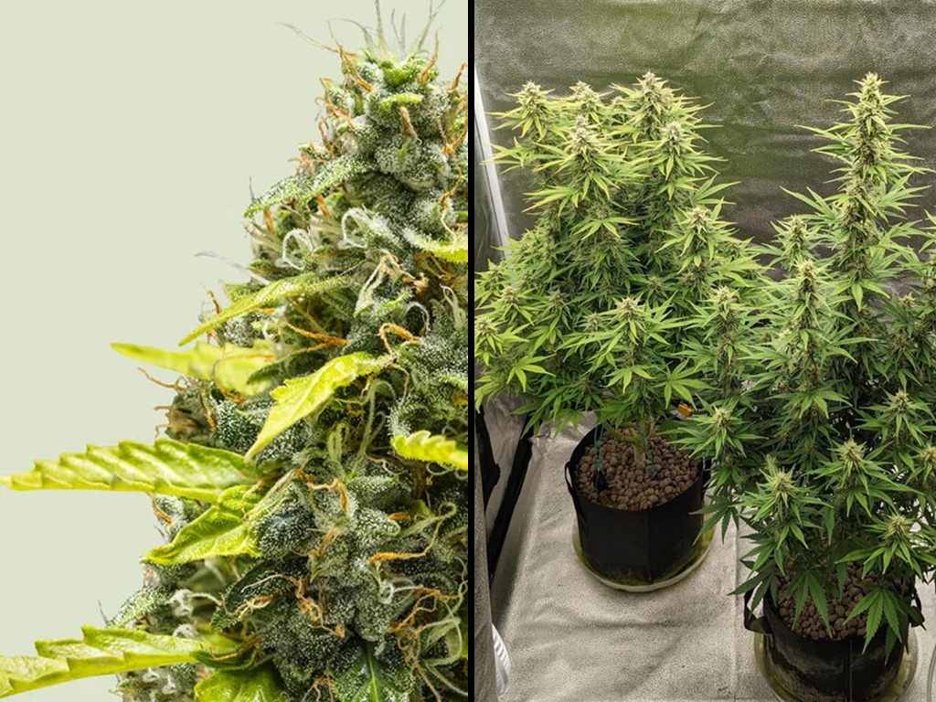 Royal Runtz Auto