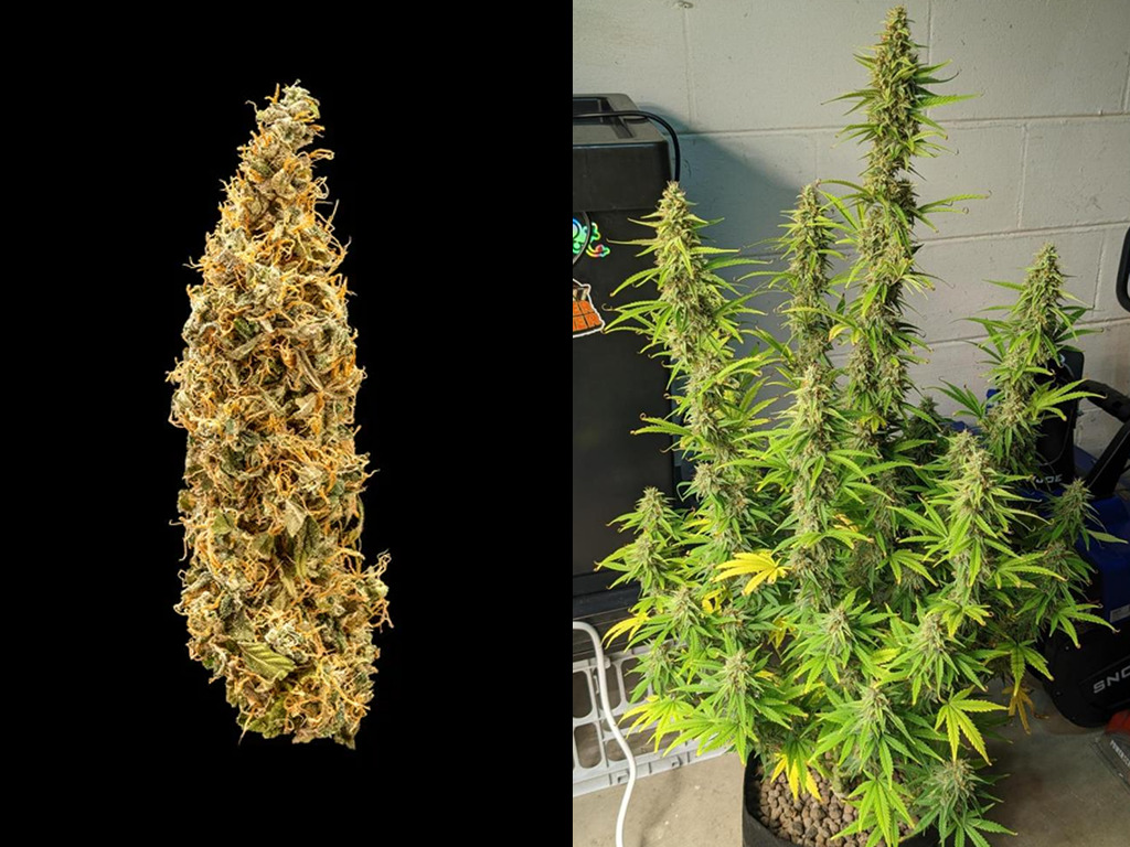 Royal Runtz Auto
