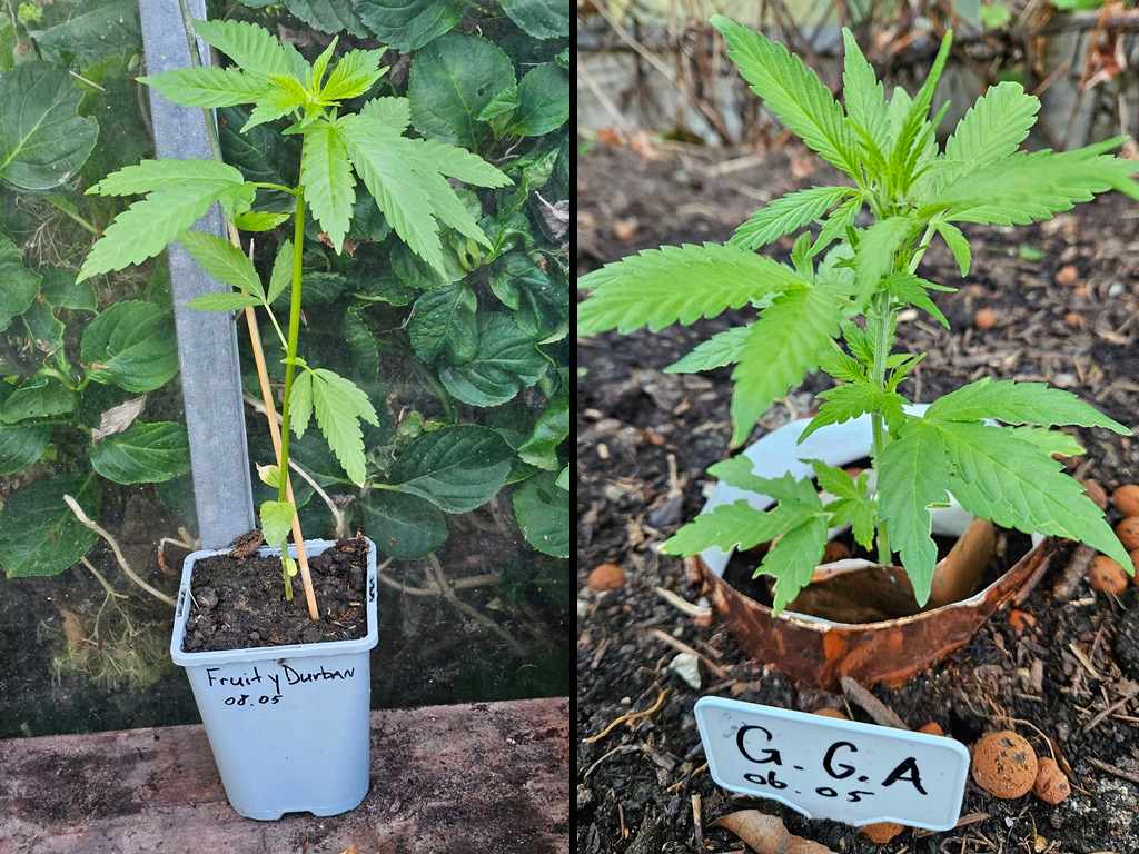 Stoffer & Blik's Fruity Durban en Gorilla Automatic in de kas met koperen slakkenringen om de potten als bescherming.