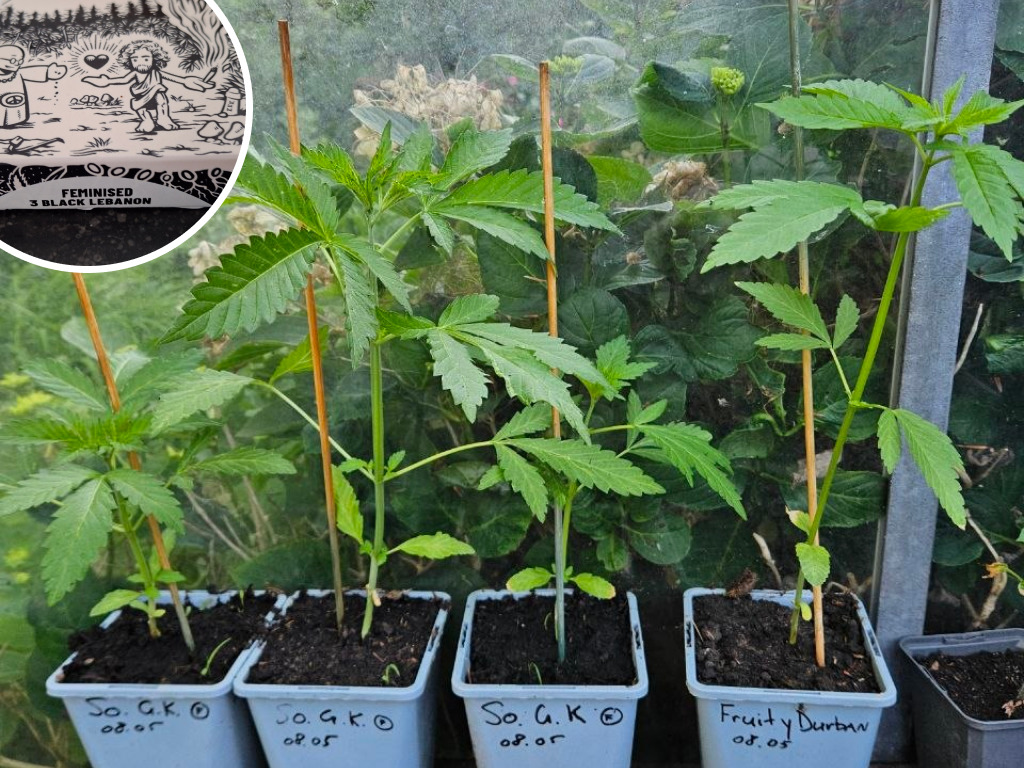 Vier buitenwiet planten van Stoffer & Blik op een rij in de tuin, waaronder de Gorilla Glue Automatic en Fruity Durban.