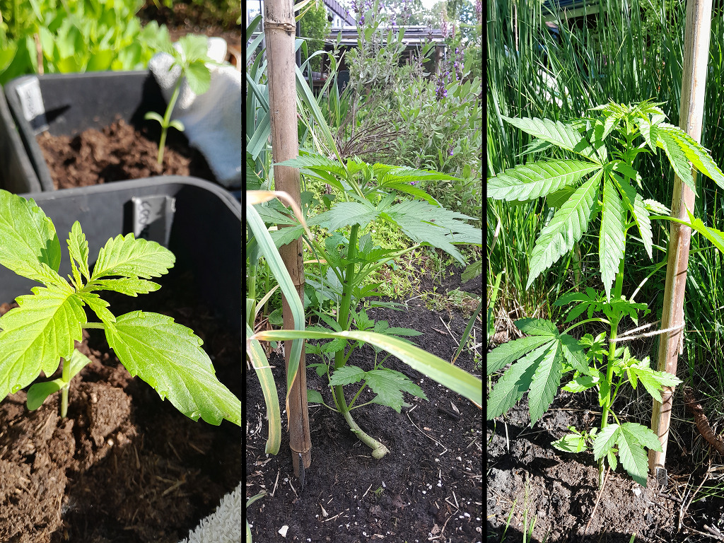 Gorilla Automatic, Erdbeer ...en Fruity Durban?