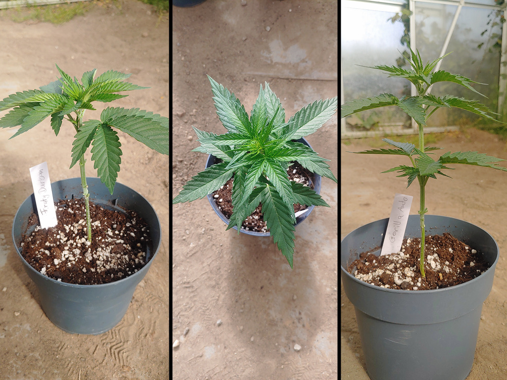 Fruity Durban en Gorilla Automatic in de kas