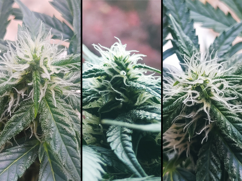 Gorilla Automatic van Shabbayu in de kas, zijaanzicht van de bloeiende top tijdens de micro grow