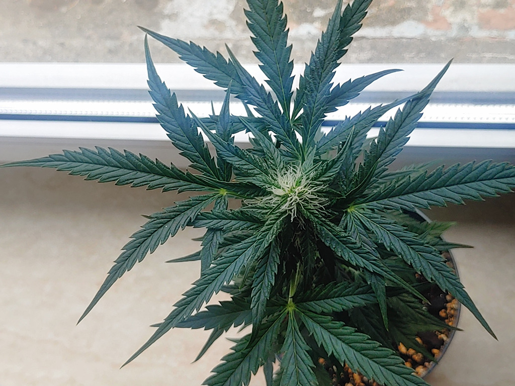 De micro grow Gorilla op de vensterbank.