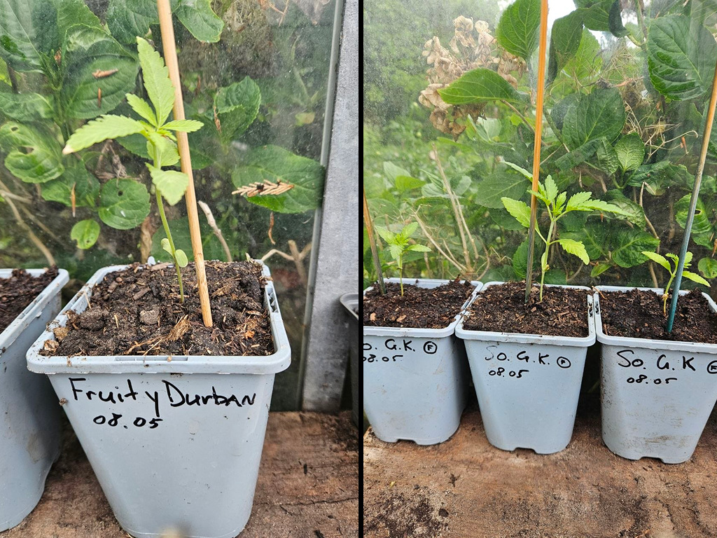 Fruity Durban en andere cannabis zaailingen van Stoffer en Blik vers verpot in kwalitatieve potgrond