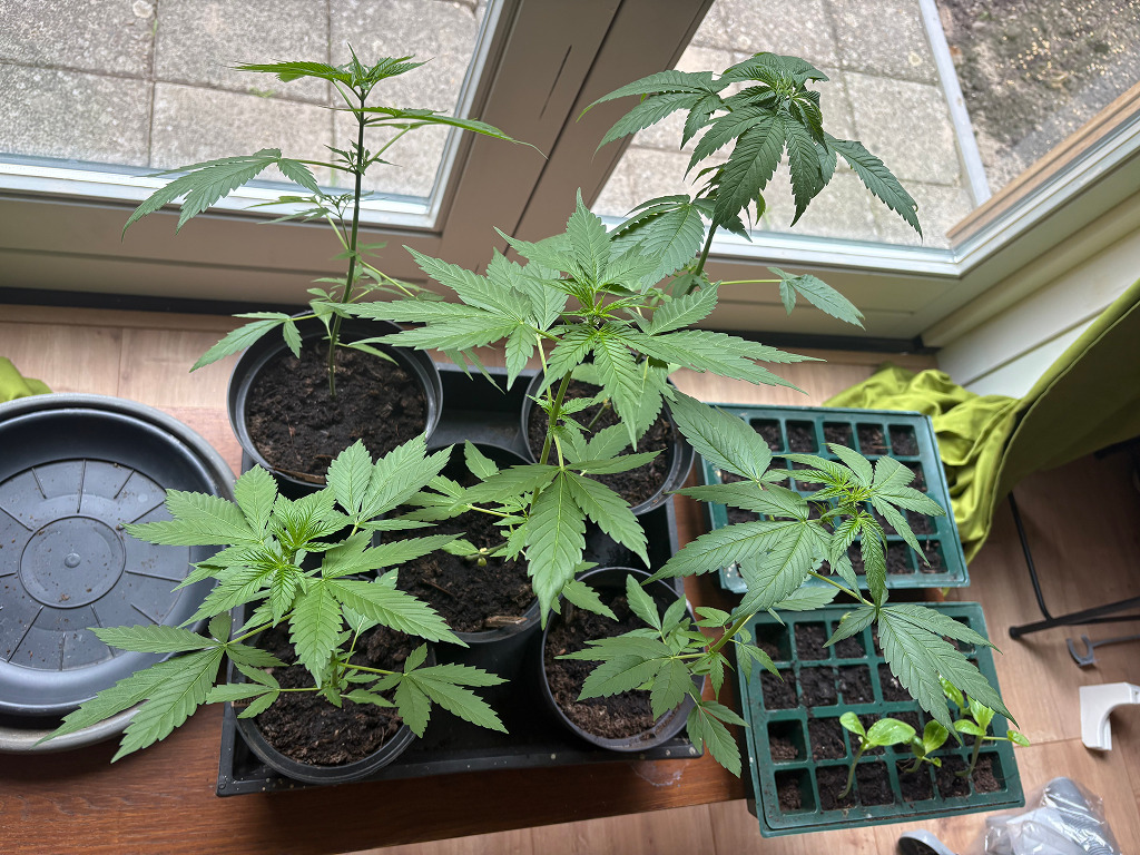 Verbena's buitenwiet test plantjes worden te groot voor de vensterbank.