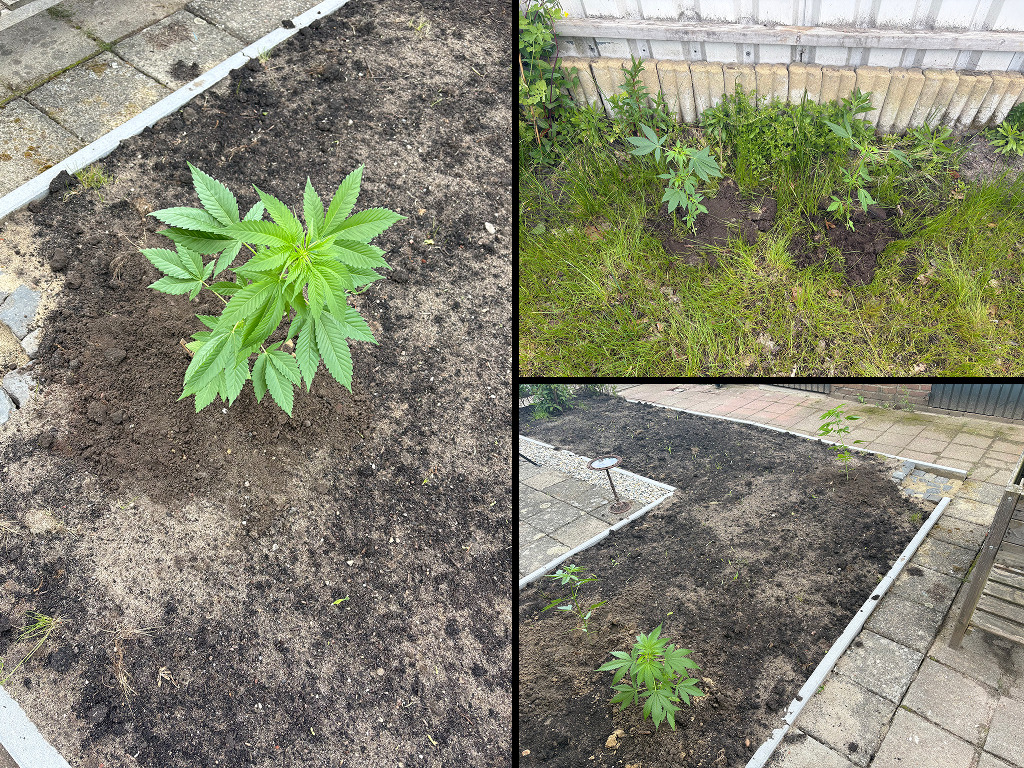 Verbena's buitenwiet planten voor het eerst buiten in de volle grond, in een tuin in het oosten van Nederland.