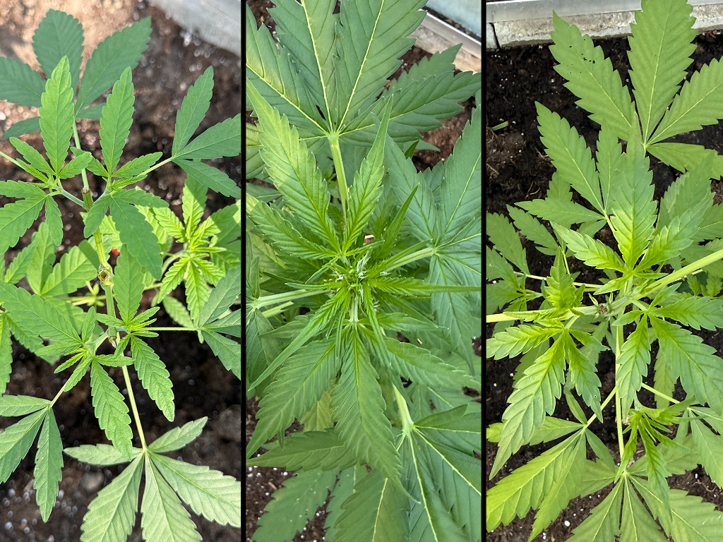 Vincent's getopte Fruity Durban links en Erdbeer rechts in vroege groeifase buitenkweek, met een bloeiende plant ertussenin.
