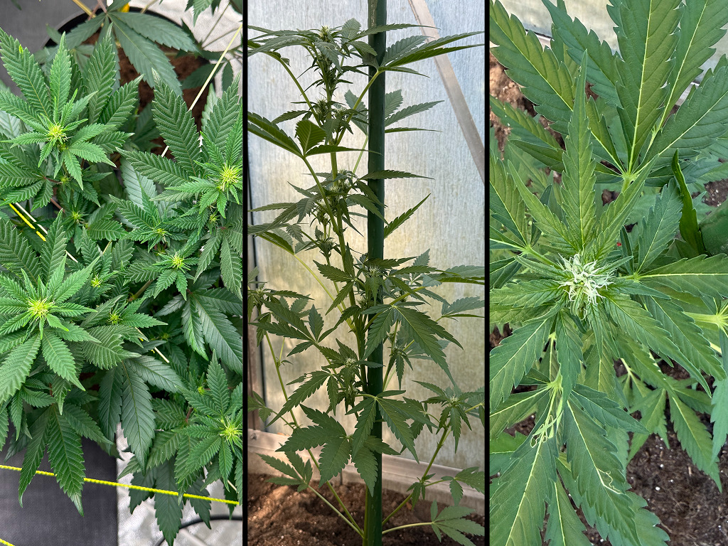 Vincent's Cheesy Cheese van Seedstockers links, en twee autoflowers midden en rechts op de buitenkweekplek.