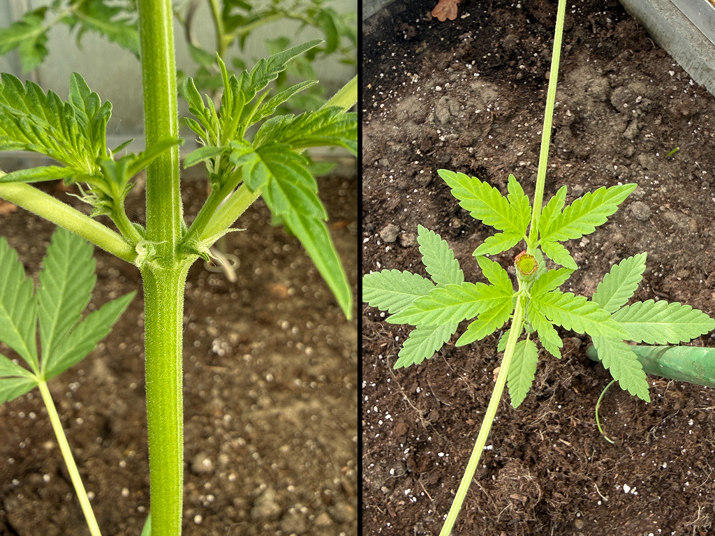 Getopte Fruity Durban van Vincent buiten in pot, begin mei 2026