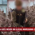 TV-zender Oklahoma filmt inval illegale wietkwekerij met 50.000 planten