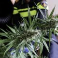 Cannabis foto’s • 6 beelden uit de oorlog tegen wiet (#93)
