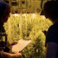 Cannabis foto’s • 6 beelden uit de oorlog tegen wiet (#92)