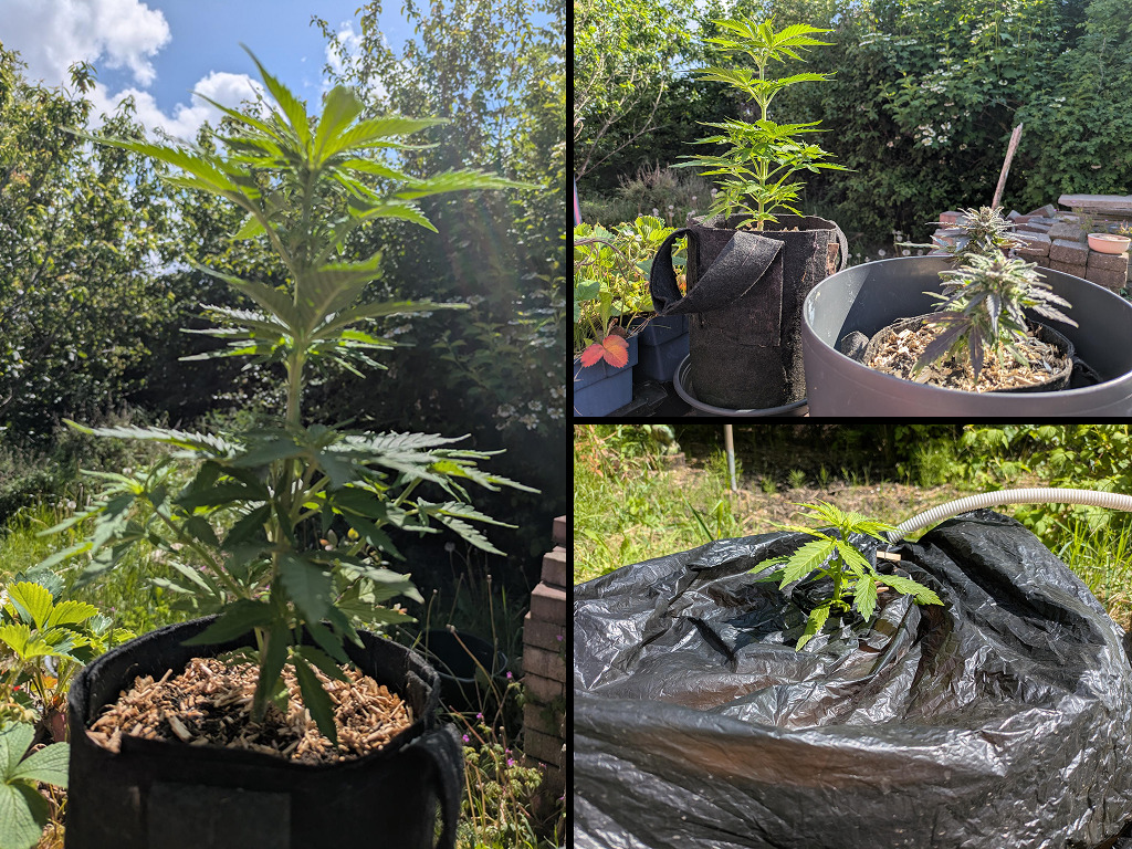 Vers verpotte Fruity Durban van Wolkenwietje buiten in een grotere pot, begin mei 2026