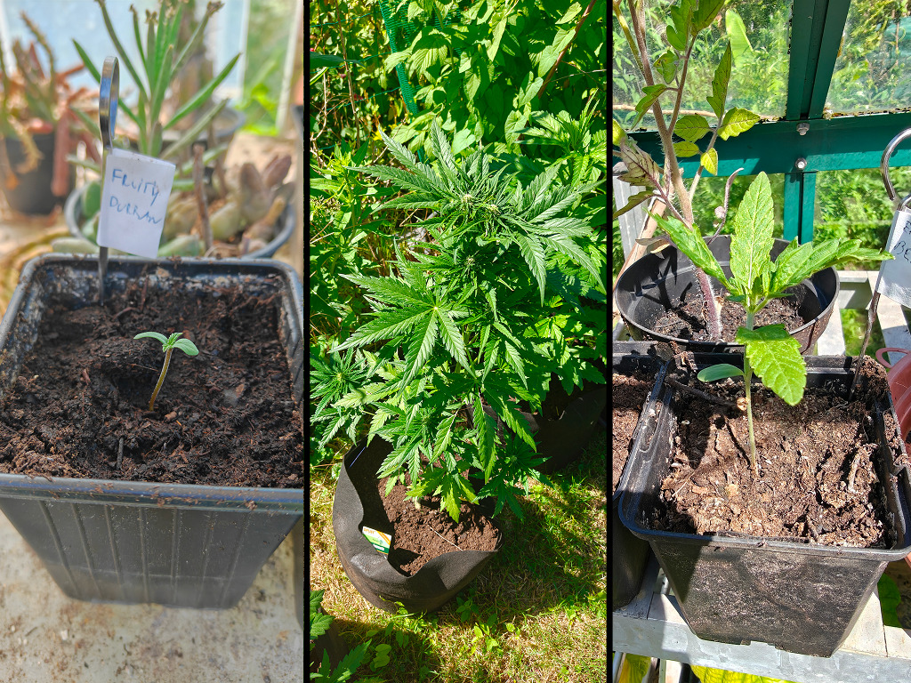 Fruity Durban, Erdbeer en Gorilla Automatic bij Bart