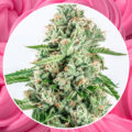 Bubblegum Kush: exponentieel zoeter, sterker en socialer