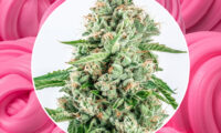 Bubblegum Kush