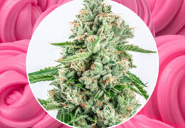 Bubblegum Kush