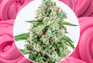 Bubblegum Kush