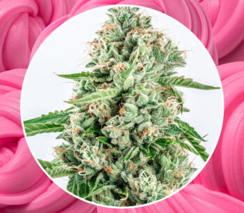 Bubblegum Kush