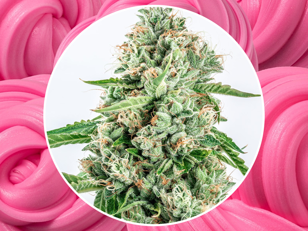 Bubblegum Kush