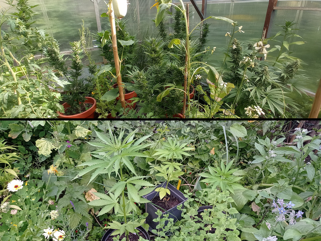 Kas van Davutz met snel groeiende planten