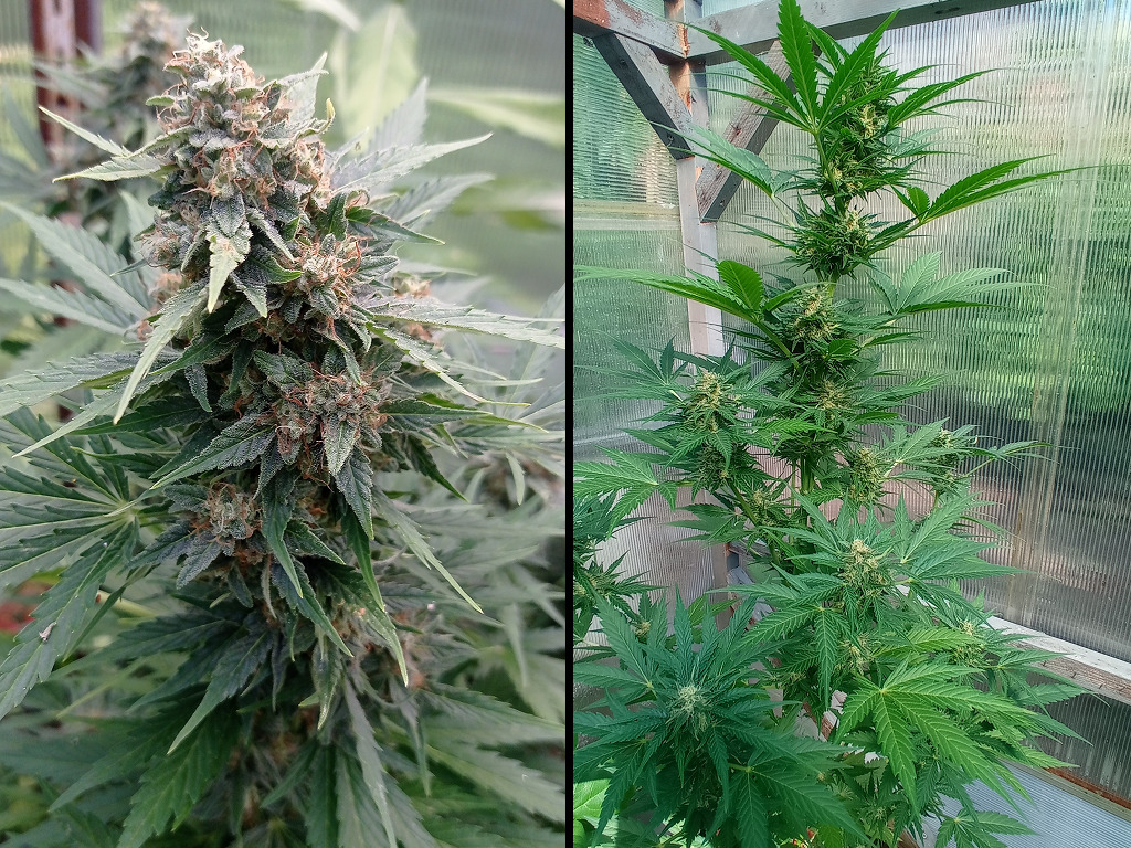 Gorilla (rechts) naast een andere strain bij Davutz