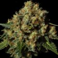 Droogtestress voor sterkere wiet: minder water, meer CBD en THC