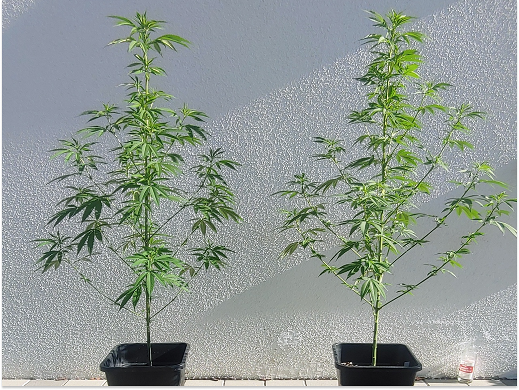 Erdbeer en Fruity Durban zij aan zij bij Shabbayu