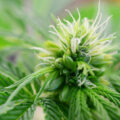 Wietplant hermafrodiet? Herken de eerste signalen & weet wat te doen