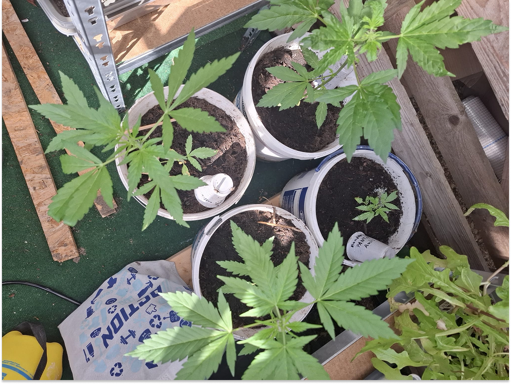 Kweekmaatjes planten in het zonnetje