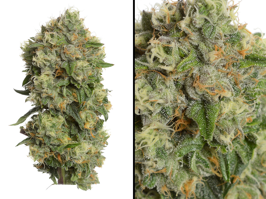 Oriental Mandarine