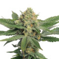 Oriental Mandarine: sinaasappelkush met een oosters tintje