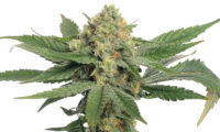 Oriental Mandarine