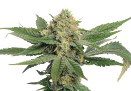 Oriental Mandarine