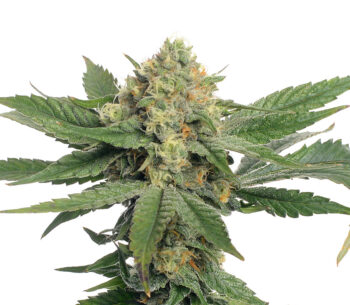 Oriental Mandarine