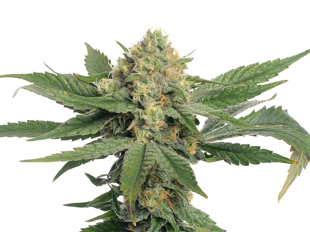 Oriental Mandarine