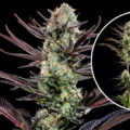Thin Mint Frosting: dessert in een joint ...met 30% THC!