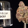 Hoe beoordeelt de jury van de HighLife Cup jury de wietproef-telers?