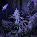 Zorgt UV-licht nou wel of niet voor meer THC? 70 studies geanalyseerd