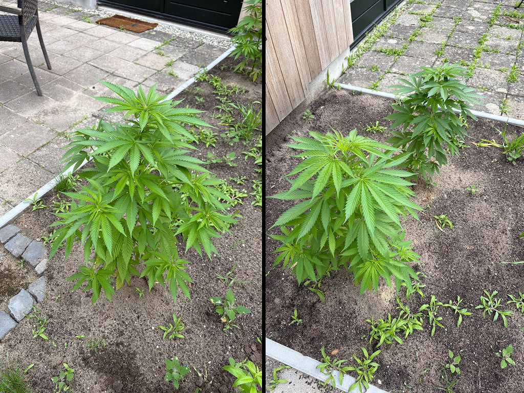 Verbena's planten na anderhalve week afwezigheid