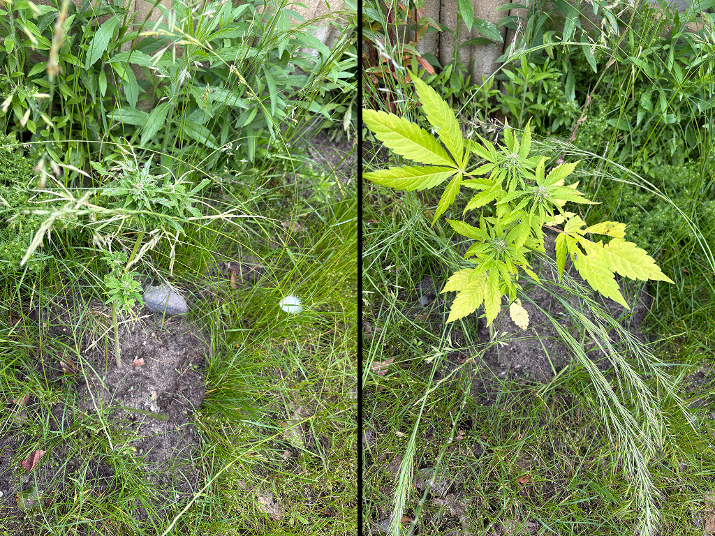 Vergeelde bladeren bij Verbena's planten