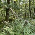 Hoe veredeling cannabis veranderde & zo maak je een Europees landras!