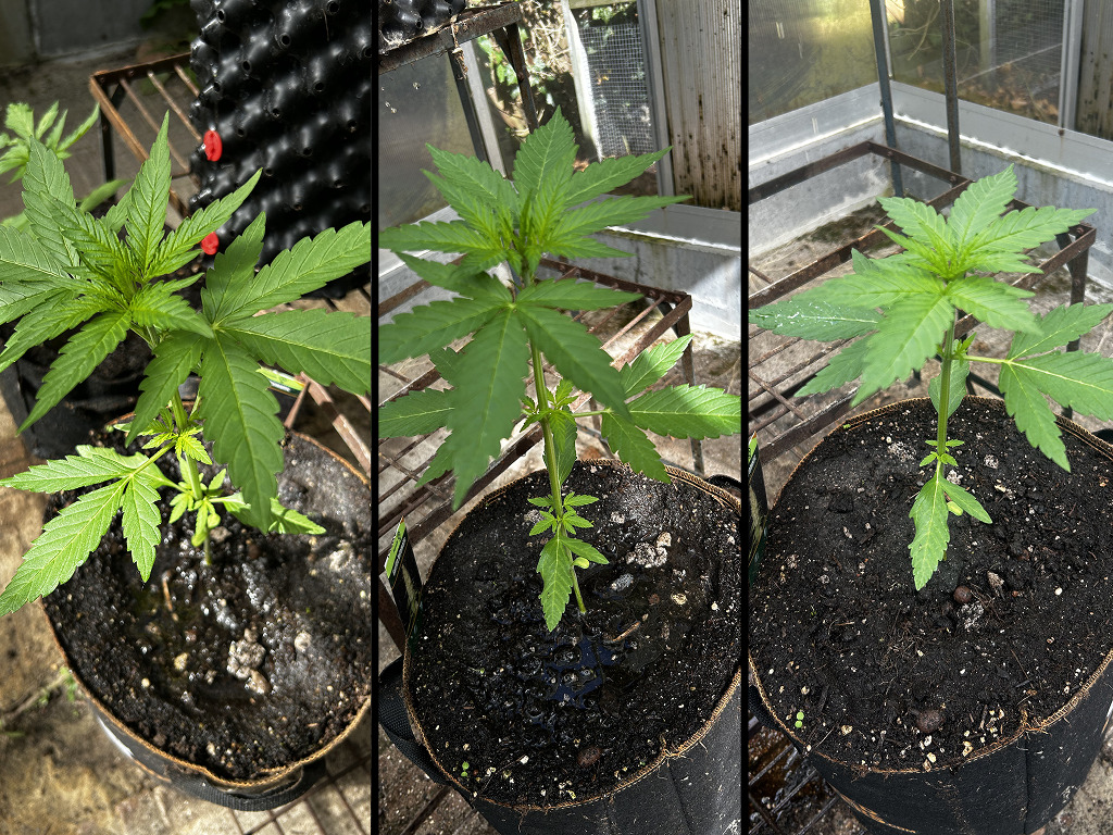 Zengrower's kas met autoflowers in de groei