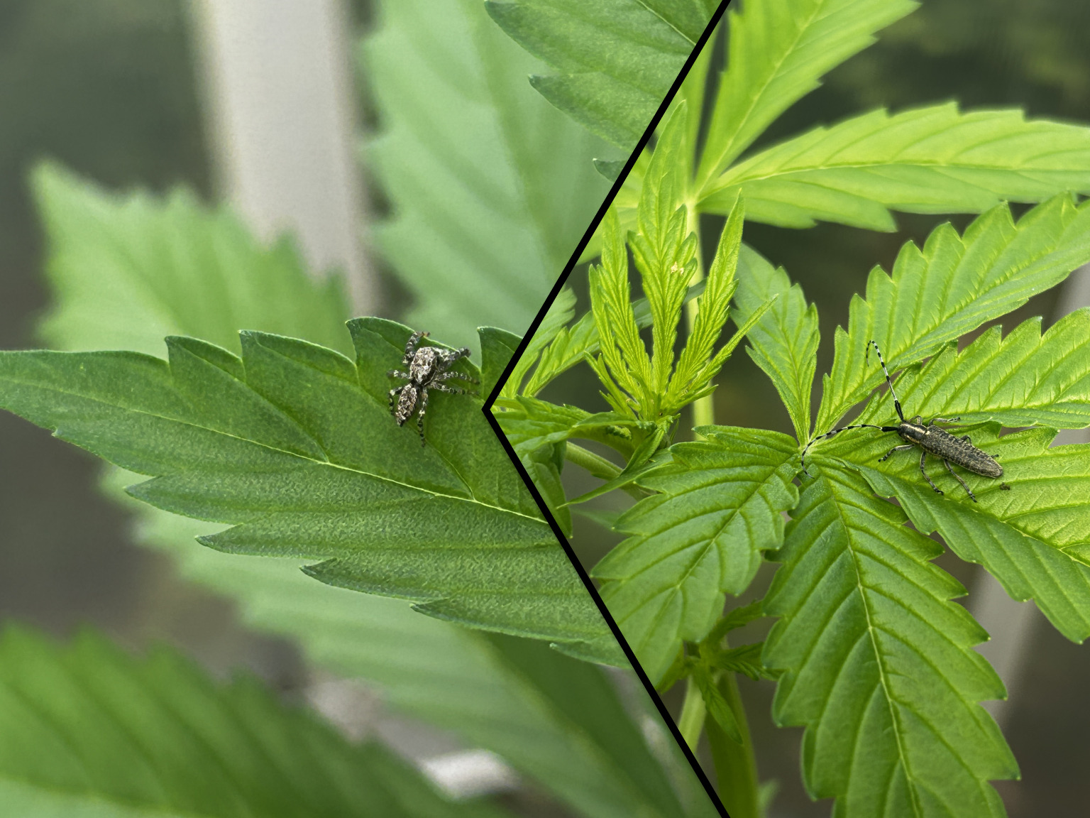 Insect op een wietplant in de kas