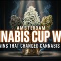 'Amsterdam Cannabis Cup Wars' - Strains die wiet voorgoed veranderden