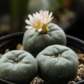 Tip: kweek ook eens een heilige peyote cactus! 🌵
